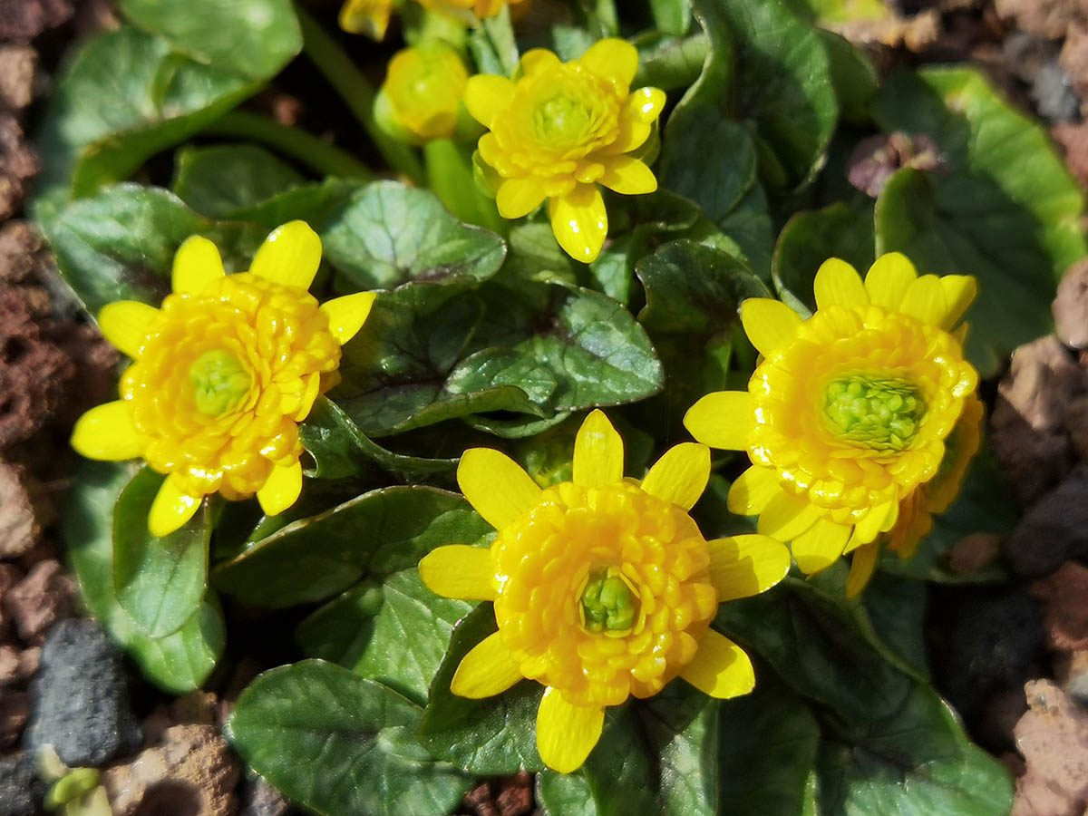 Ficaria verna 'Collarette'